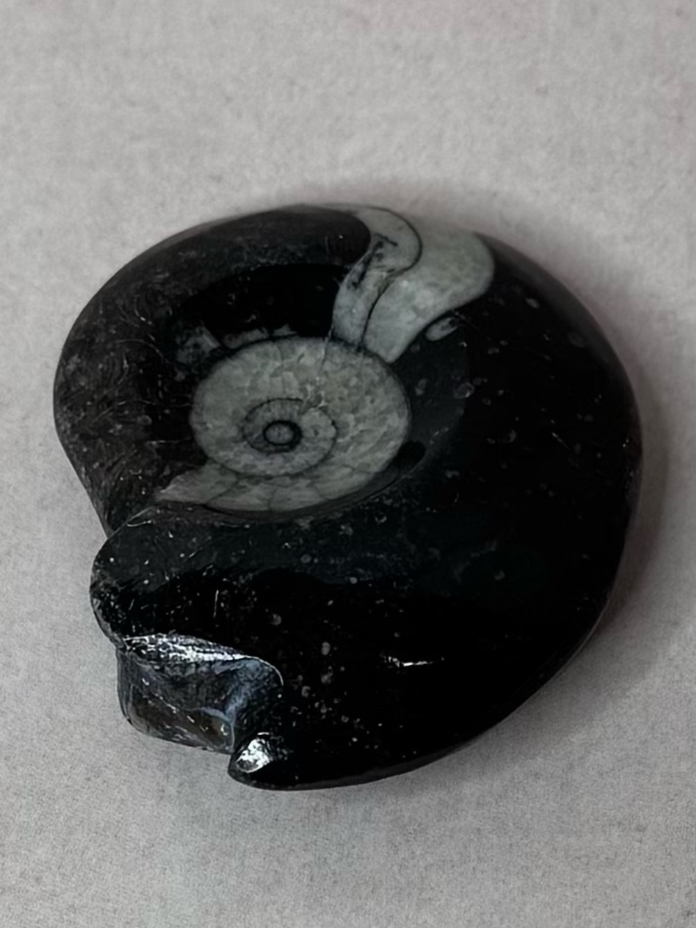 Polished Black & Gray Ammonite Fossil Display - Picture 4 of 8